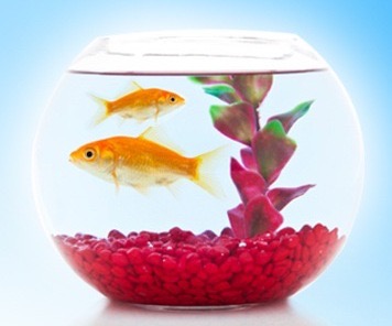 Two Fish In A Bowl